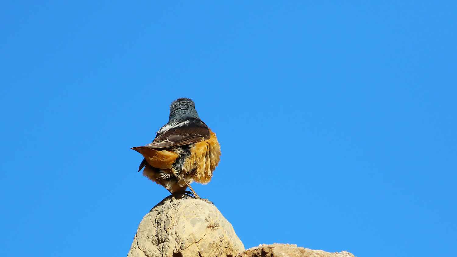 Rufous-tailed Rock-Thrush